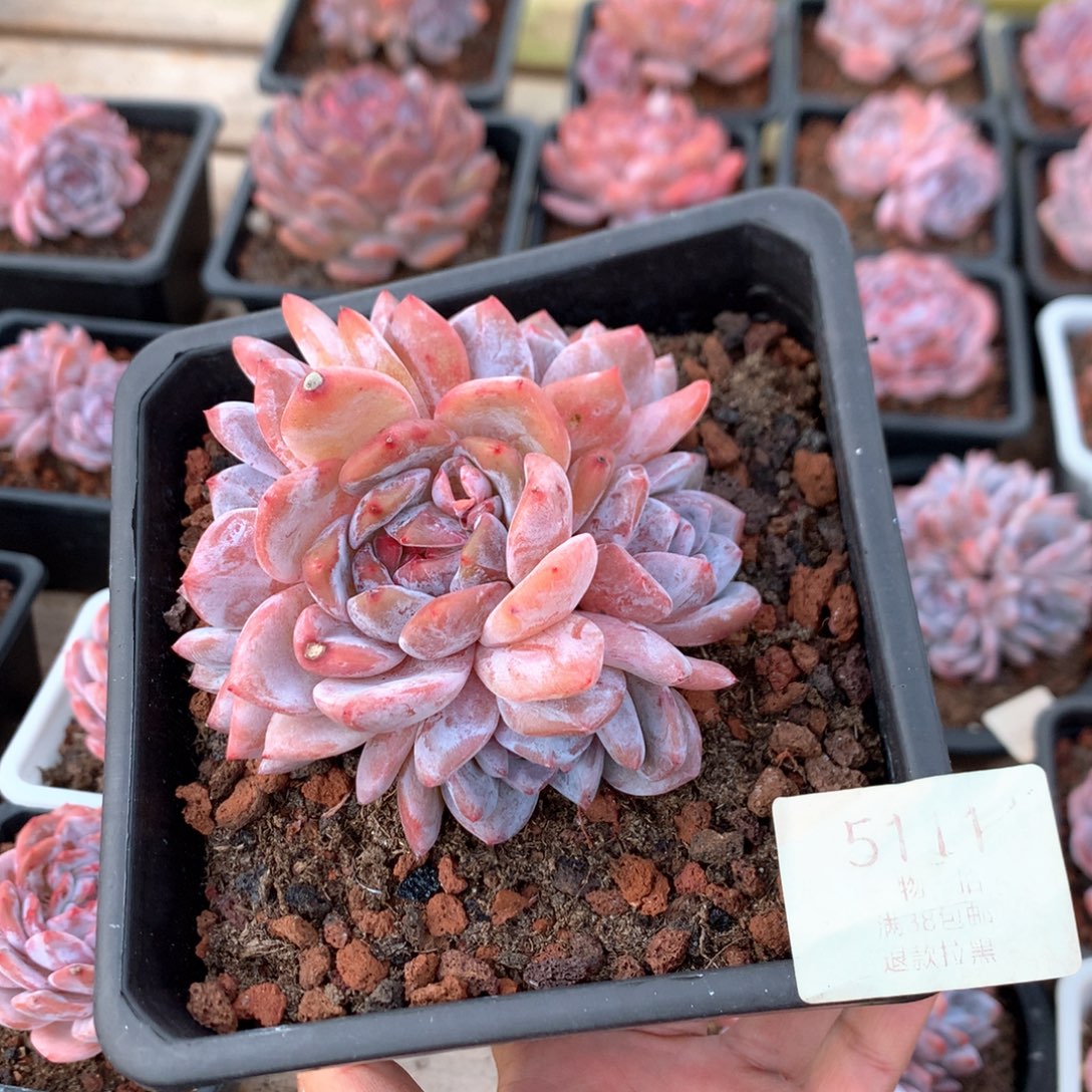 10厘米五头星影 捧花 5111