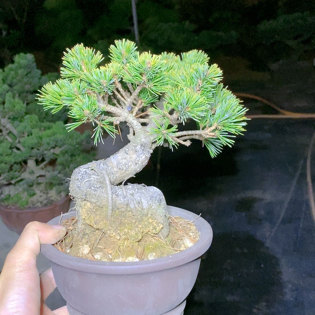 【闪购商品】无花朵