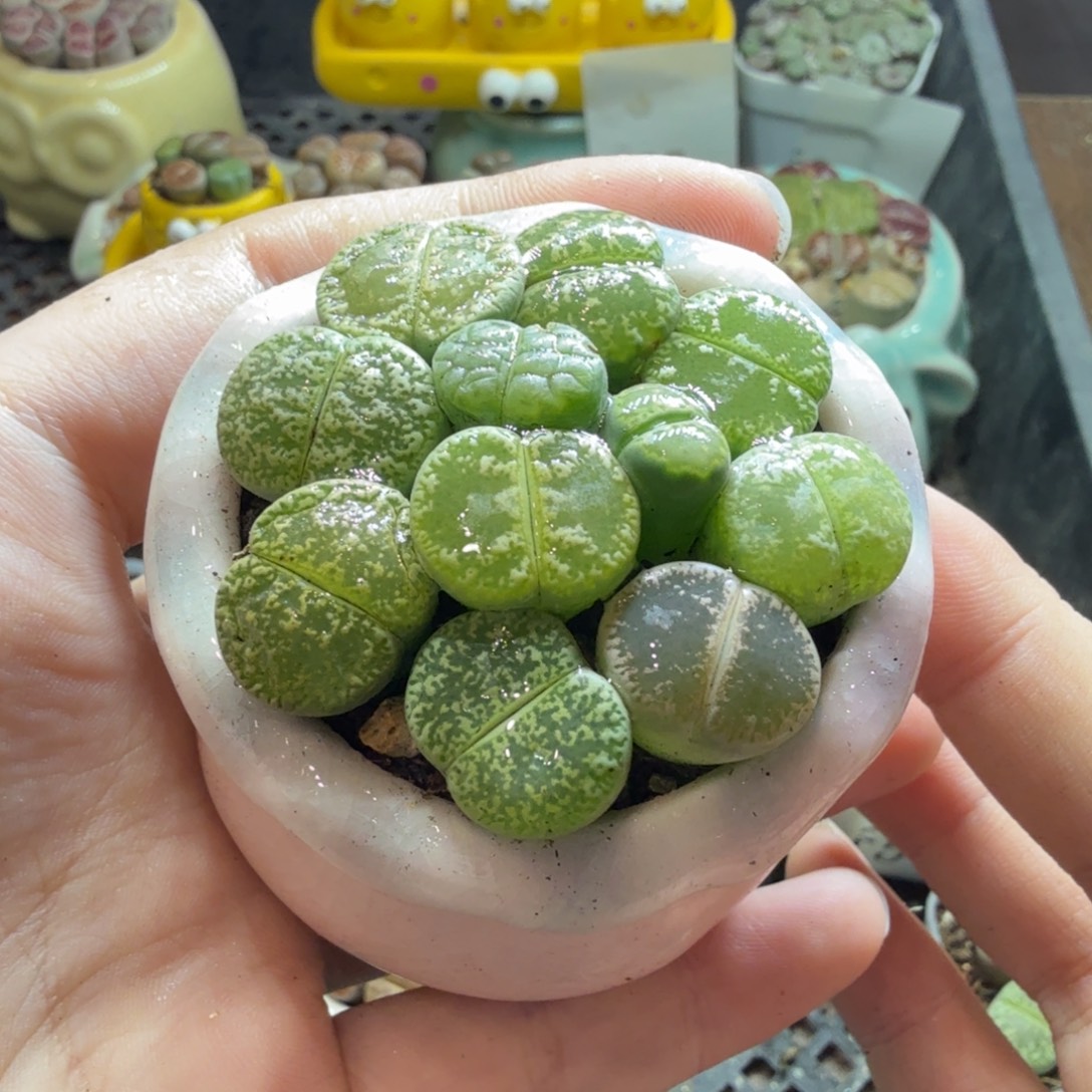 多肉葡萄的季节性614