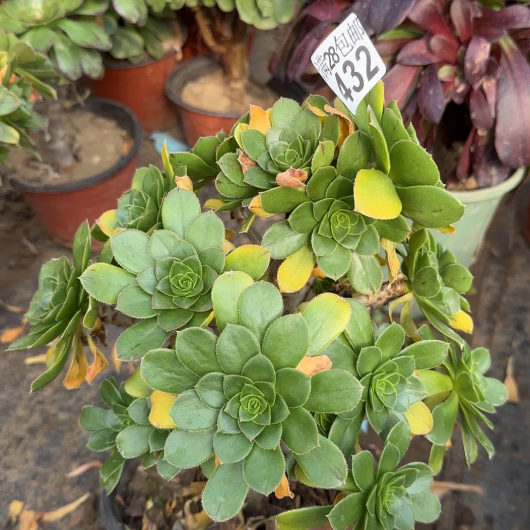 绿豆多肉432满28包邮断枝不包