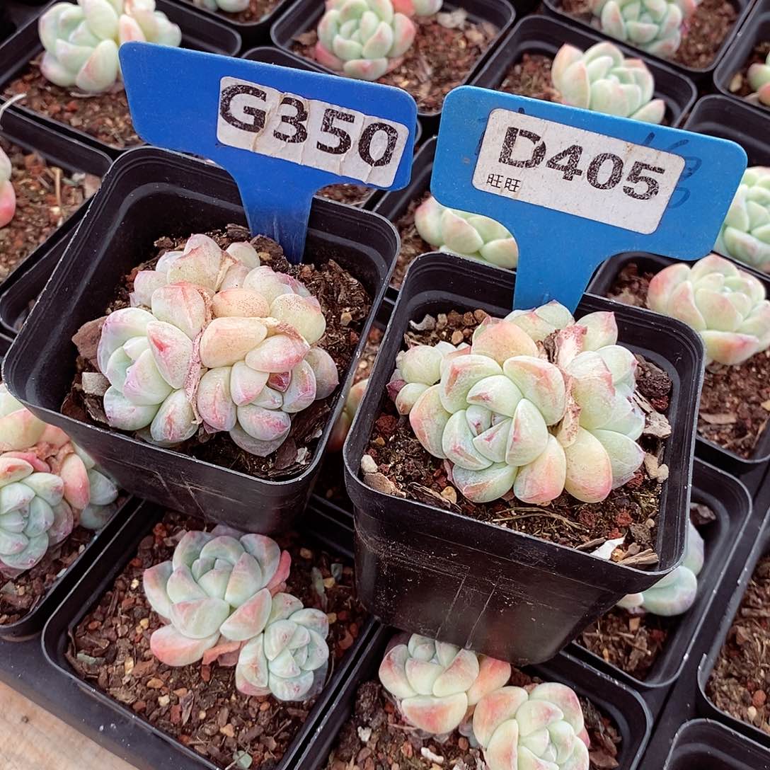 瓶*盖两颗5-6cm不包整群