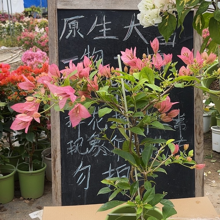 完全开放三角梅婆罗洲