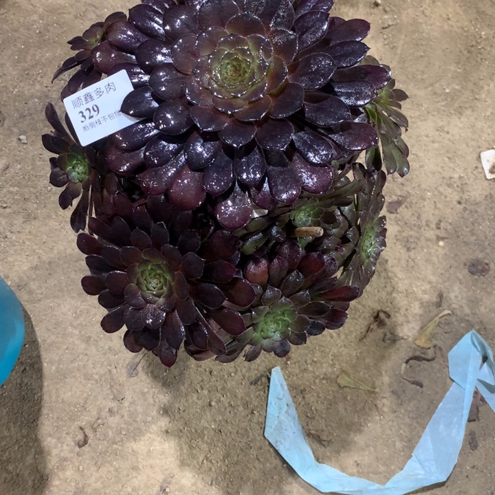 329黑铜多肉植物特价
