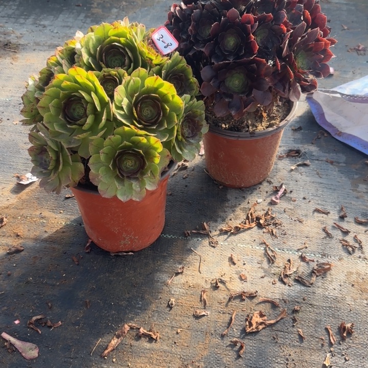 3-8拉丝加赤焰莲多肉不包售后