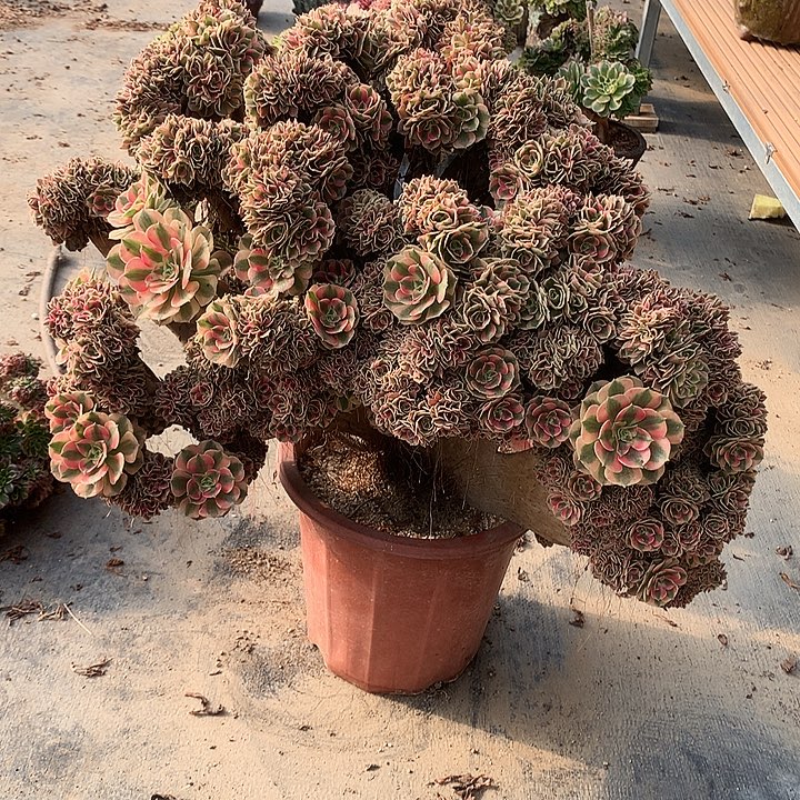 女巫朵朵脱土发户呀