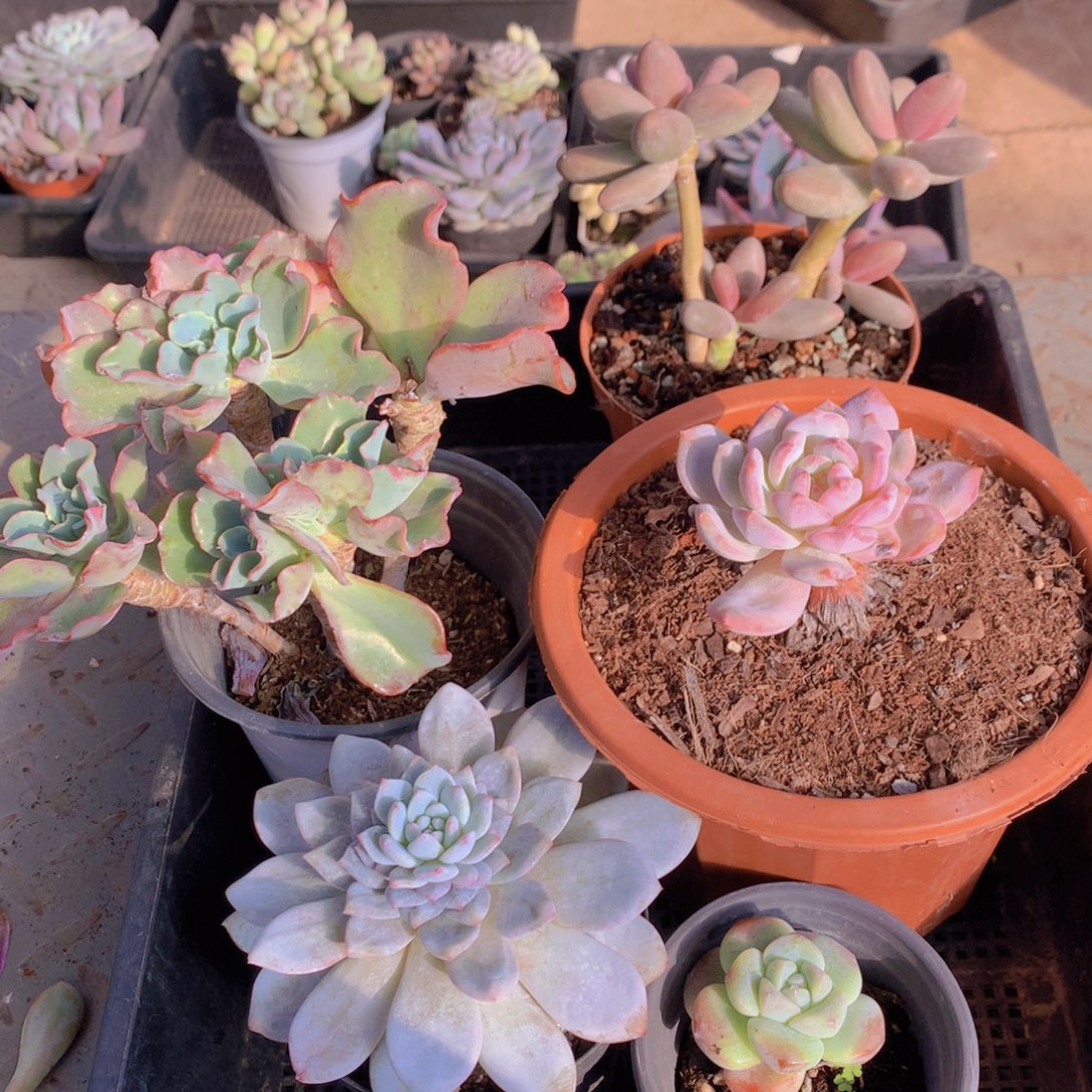 多肉框拍一单包邮87