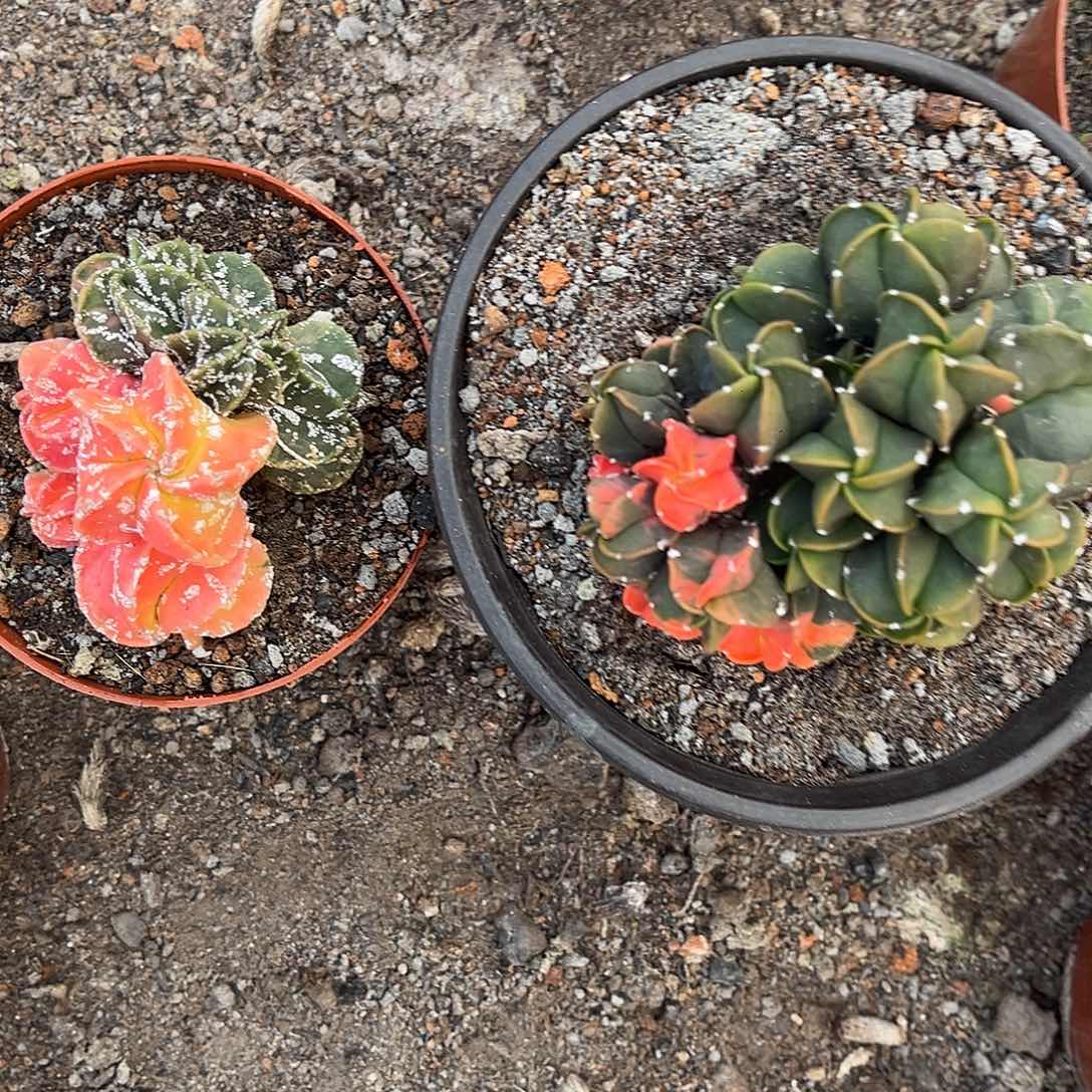 中***唇11111111111111