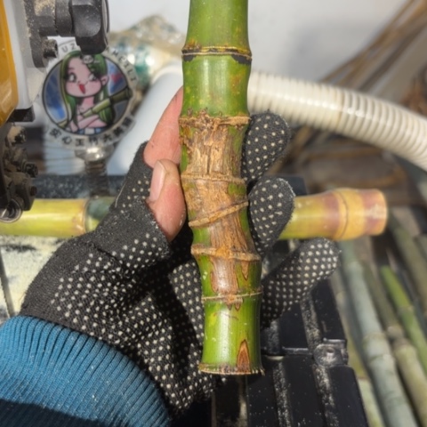 *****实心竹竹竹竹竹竹竹