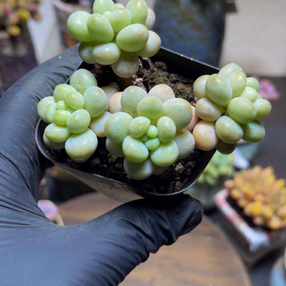 882洛可可8厘米多肉