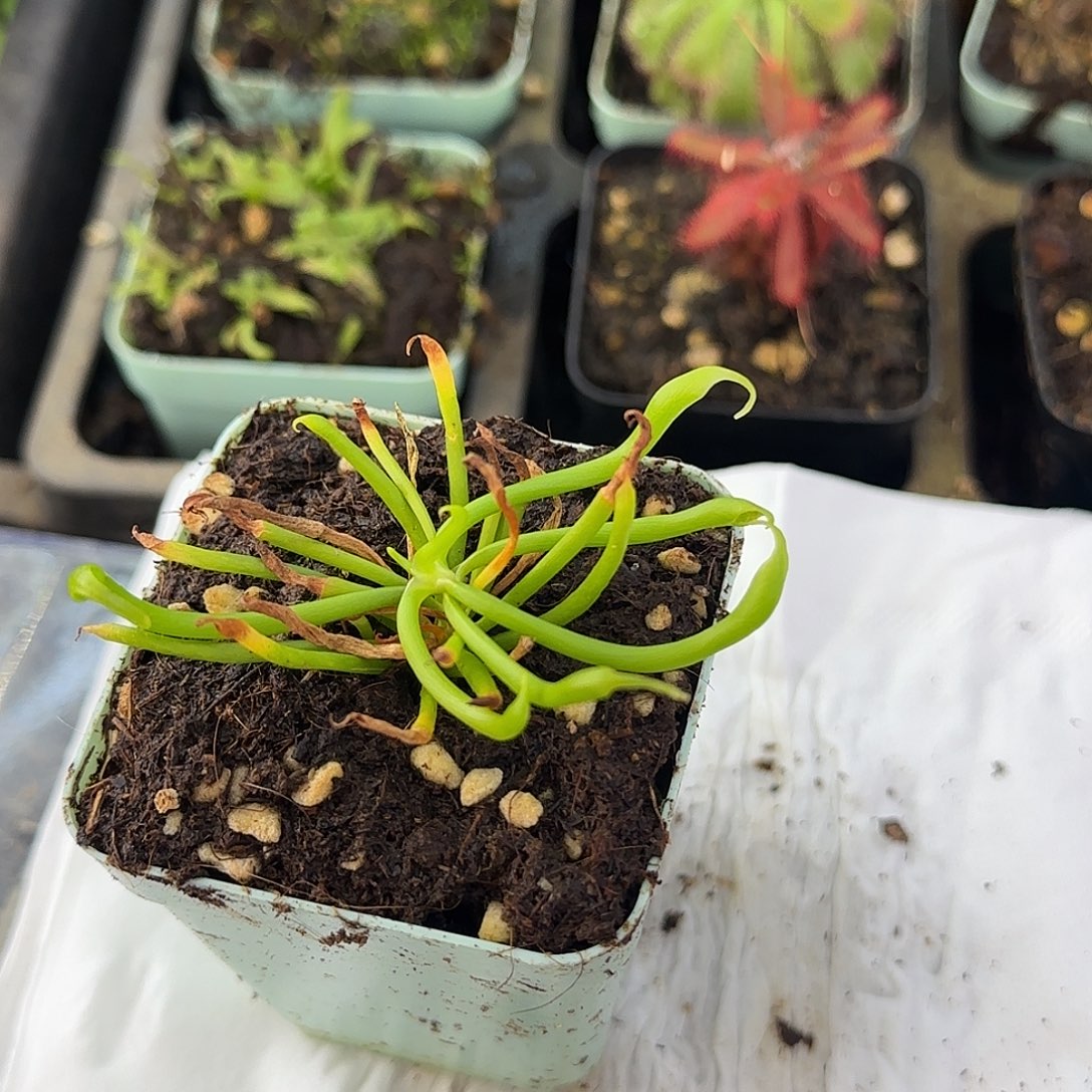 完全开放眼镜蛇瓶子