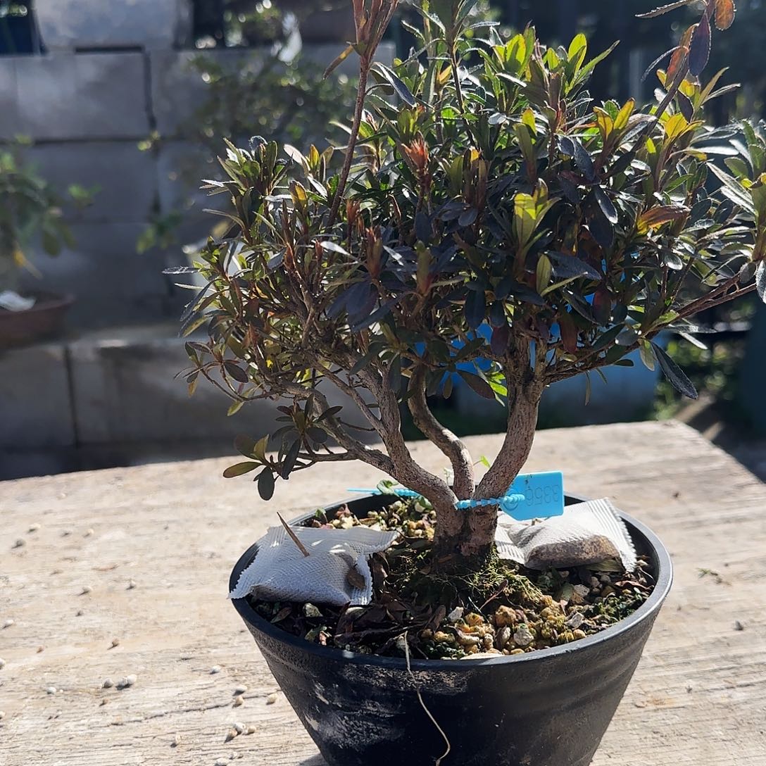 完全开放盲盒有花朵