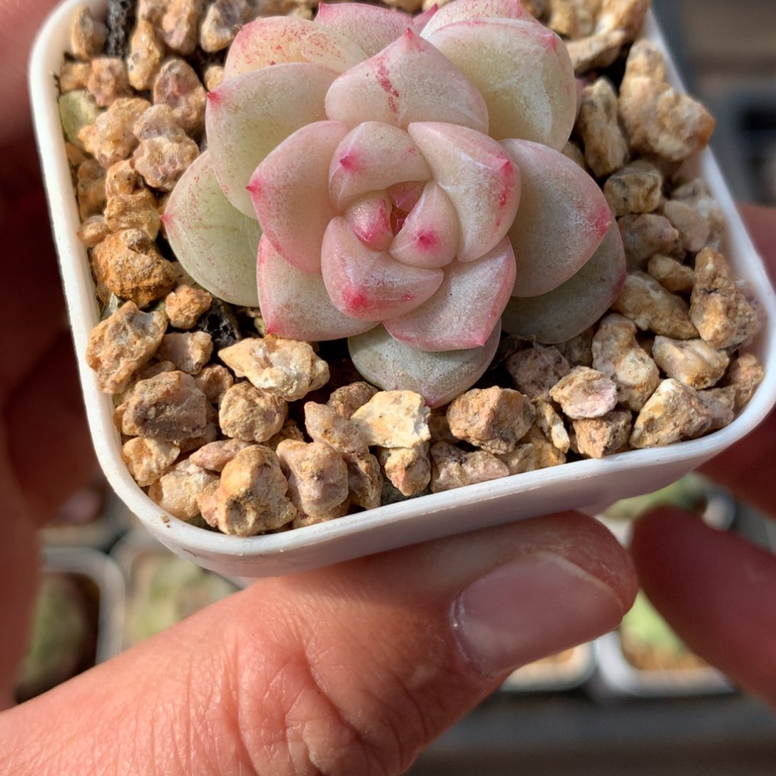 双头。  粉白体。  珍妮。 12号