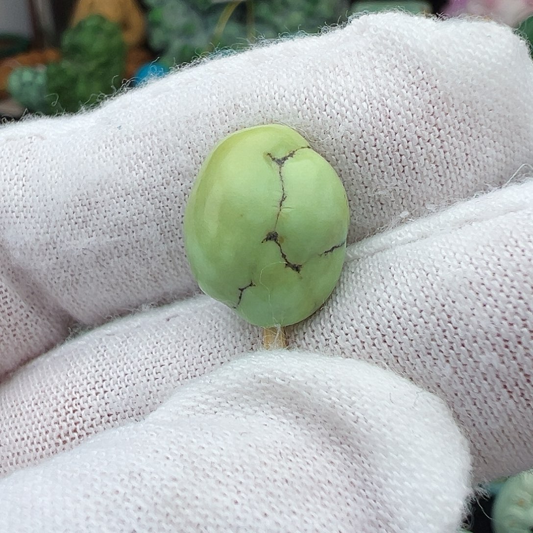 绿松石未镶嵌主播万丽