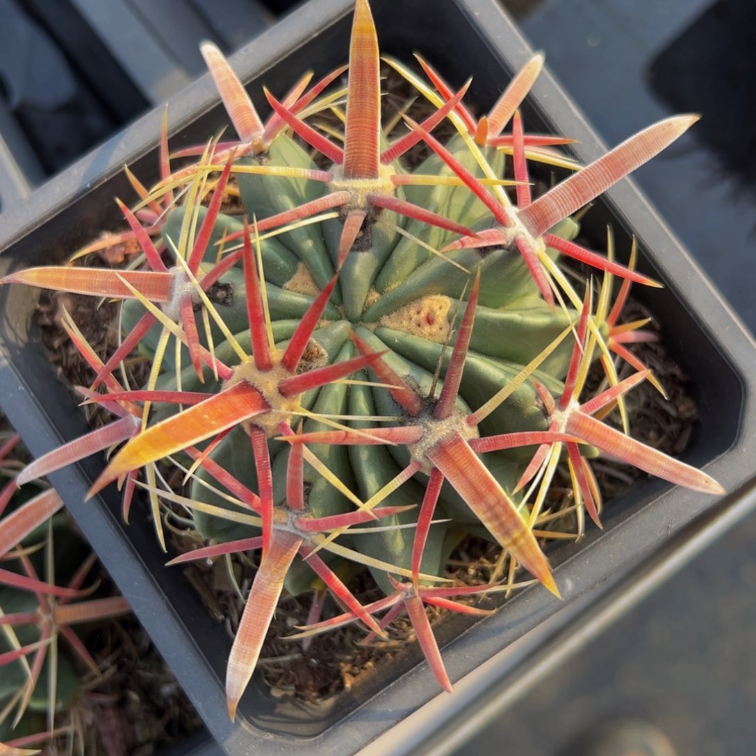 精品小日出（丸叶福利款）80