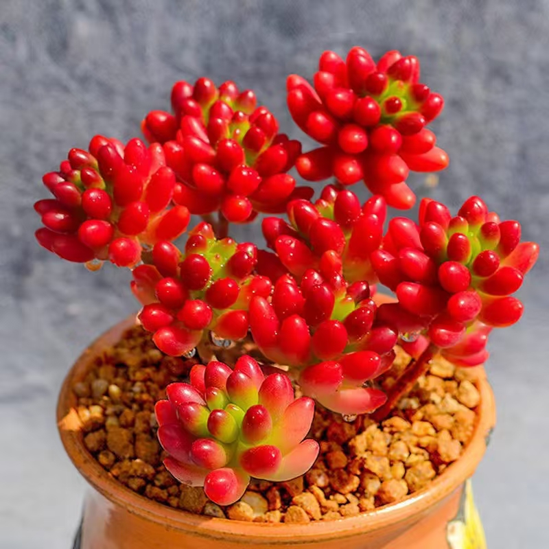 【虹之玉】四季好养绿植桌面盆栽群生植物红色肉肉趣味美观装饰萌肉