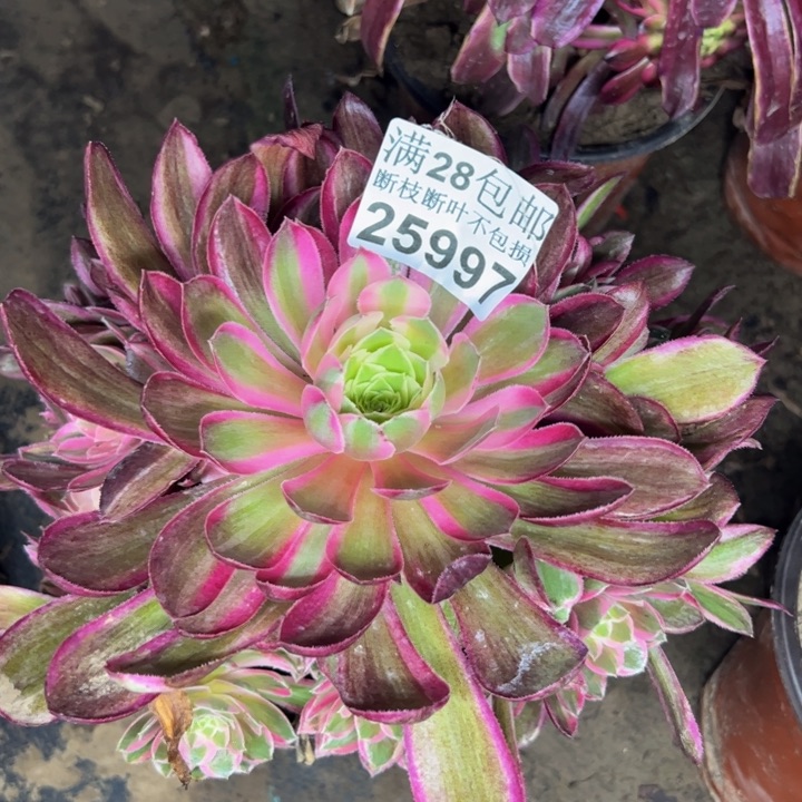 25997孔雀翎多肉植物