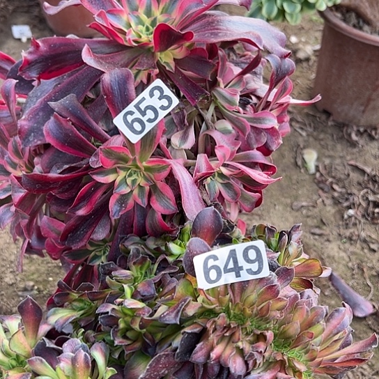 艾***姐多肉植物两个653.649