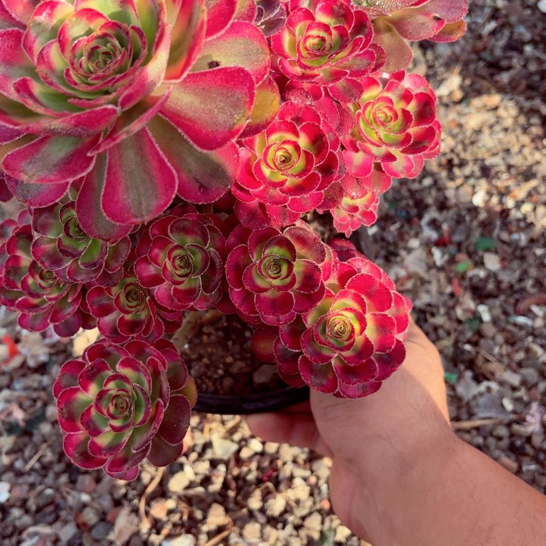 1棚法师000001358花蝴蝶