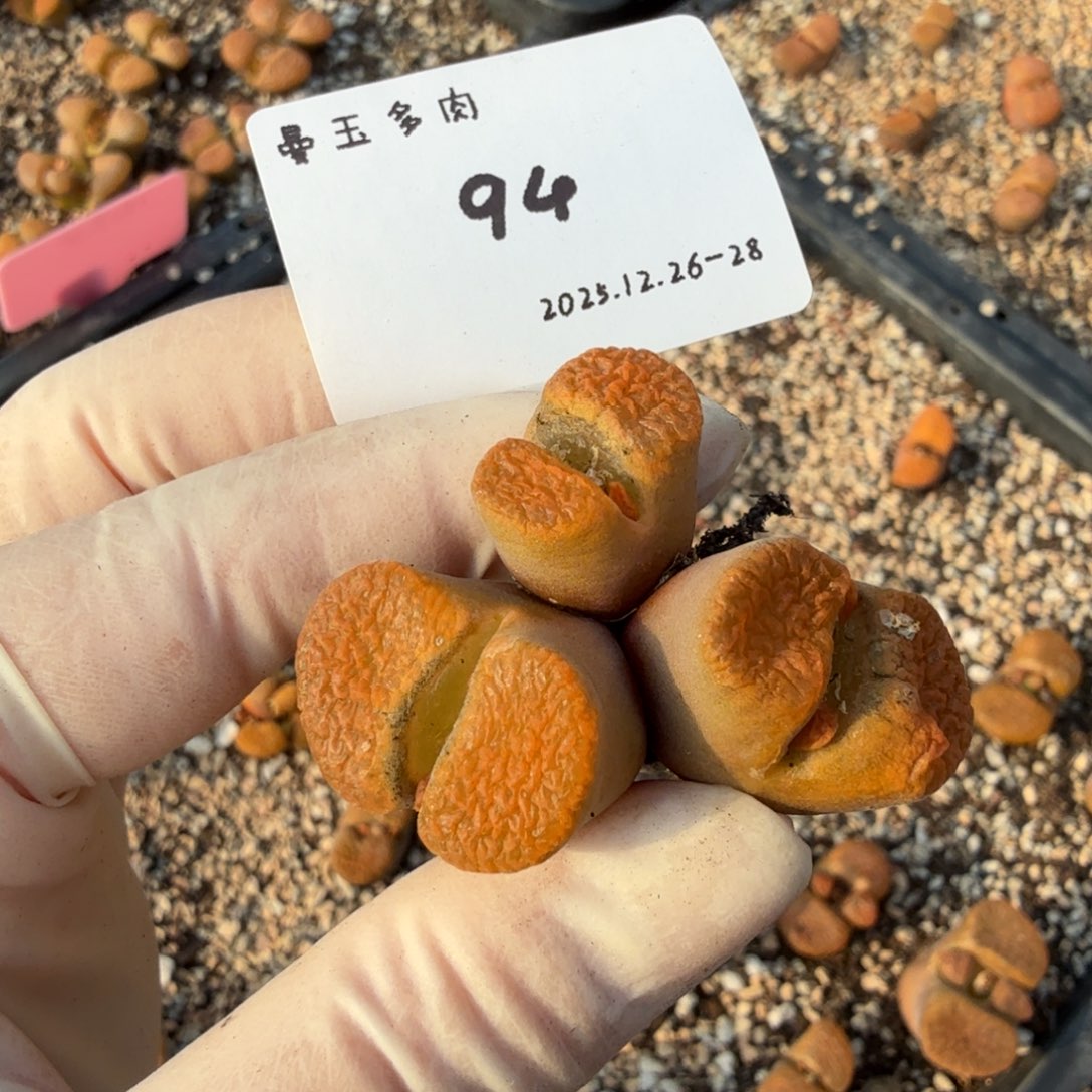 多肉多肉多肉12-094超级蛋糕