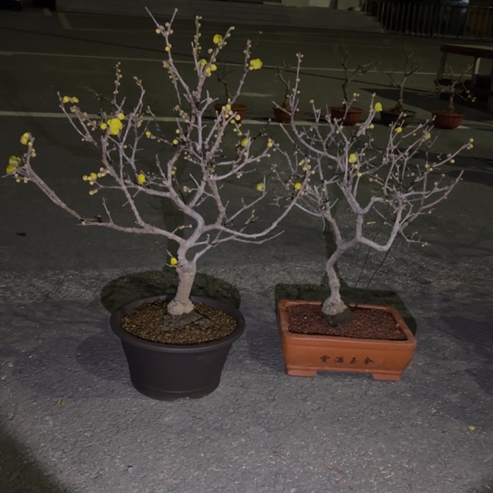 用***7大量花朵（建议范围：8朵-15朵 或40%以上）