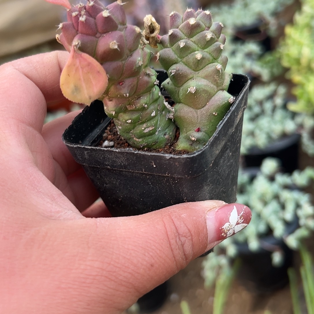多肉植物多肉植物