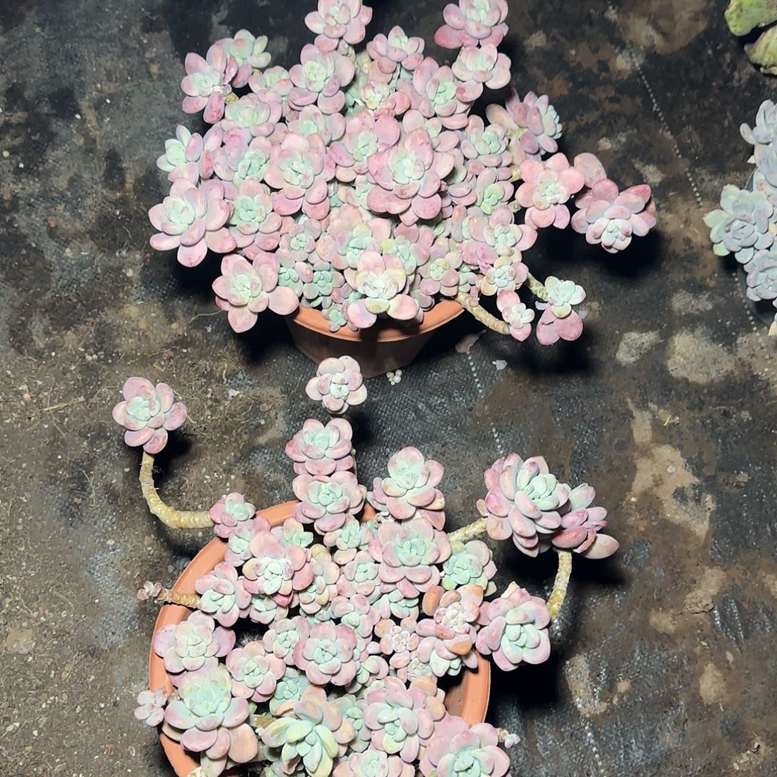 盆栽红洛神多肉多肉