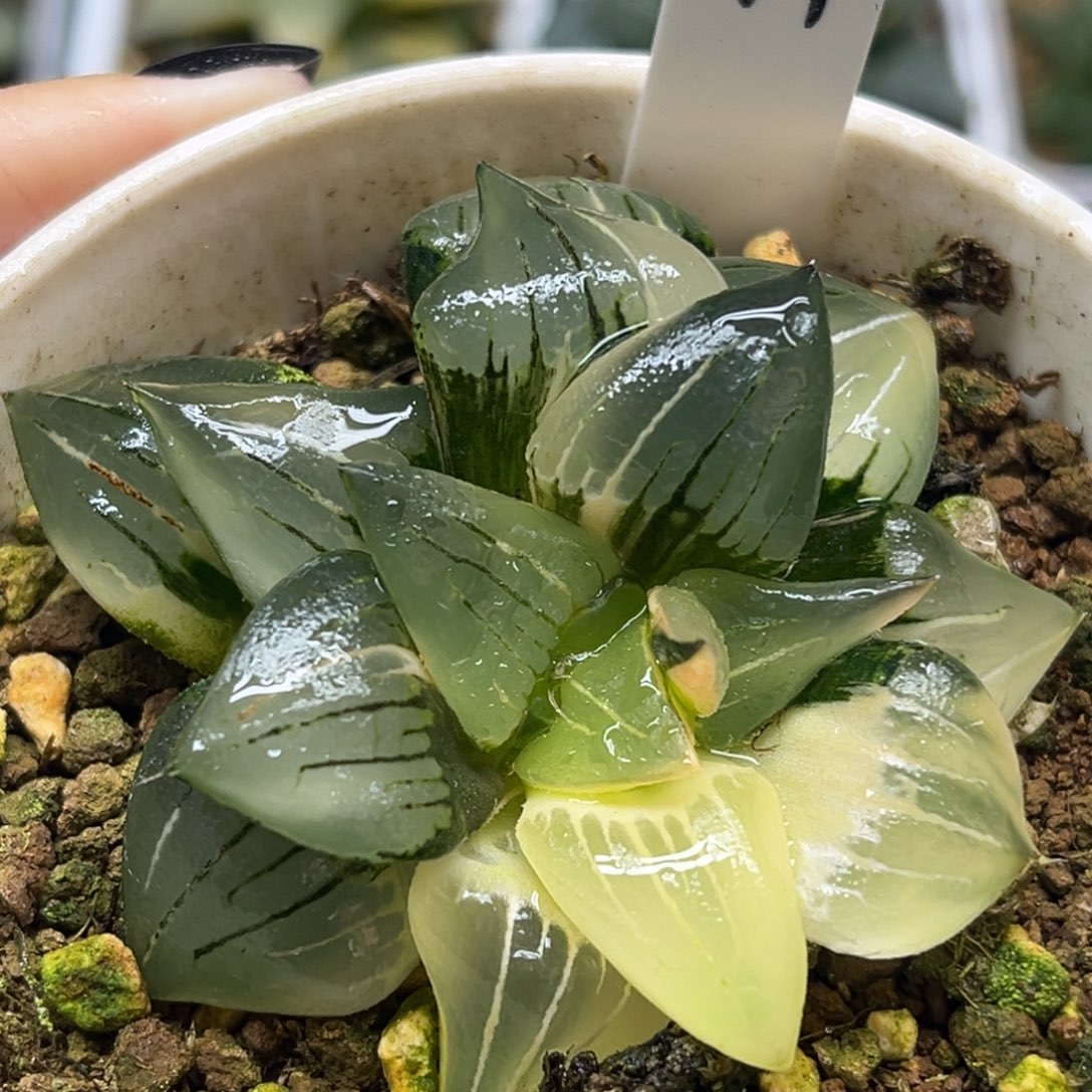 44红纹寿锦福利专场