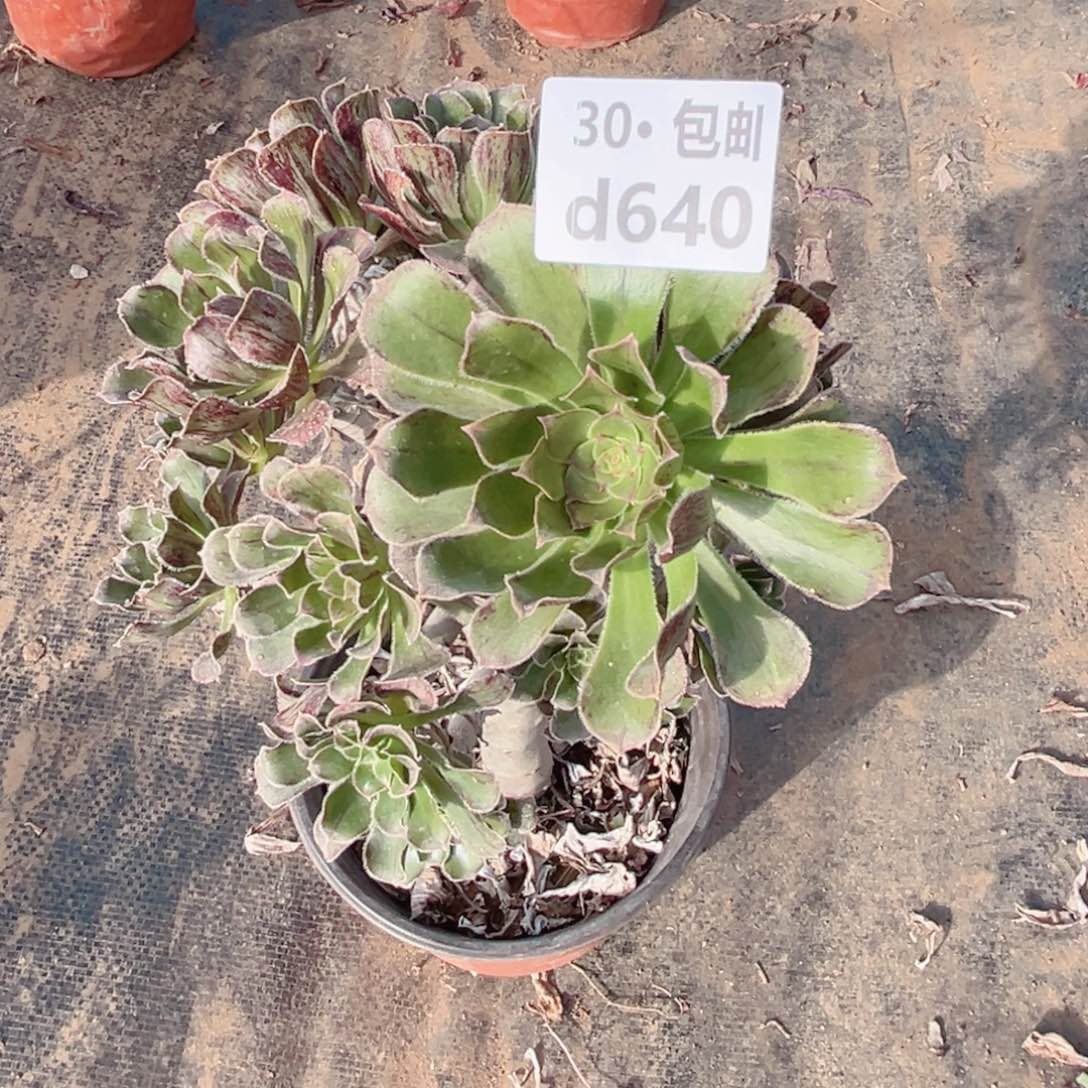 640拉丝锦多肉法师