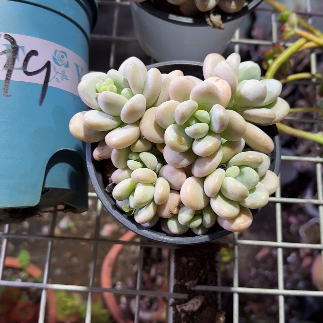 香水裸身duo rou zhi wu