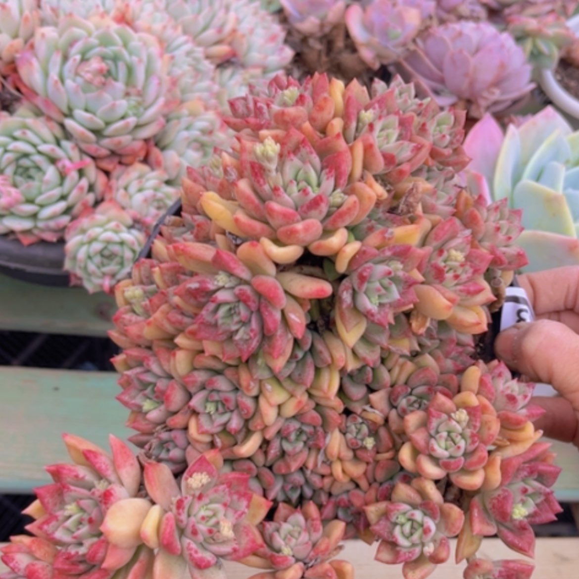 【闪购商品】油漆桶24143