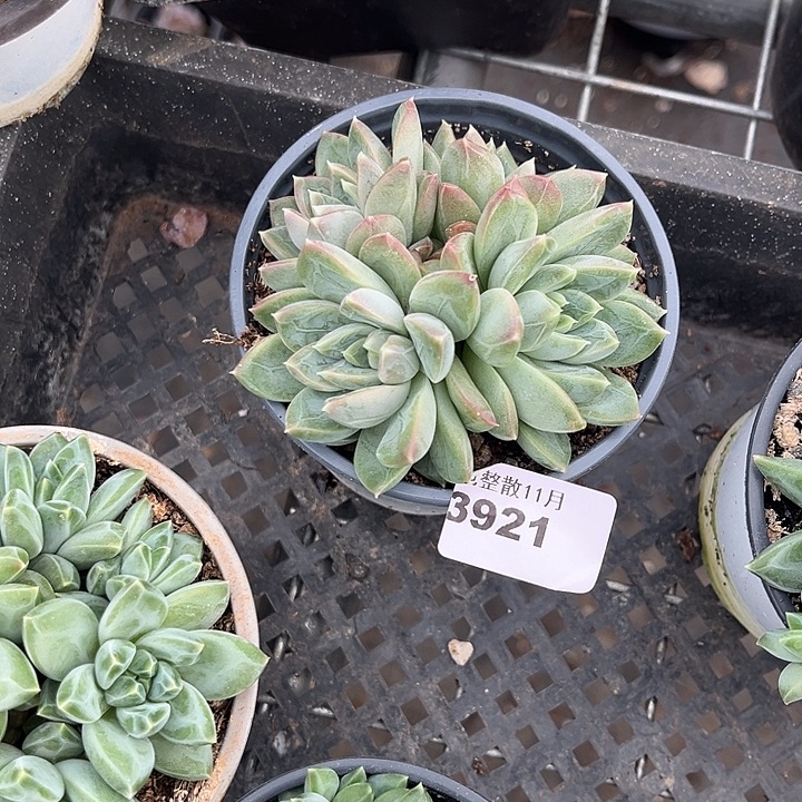 阿雅园艺。        3921