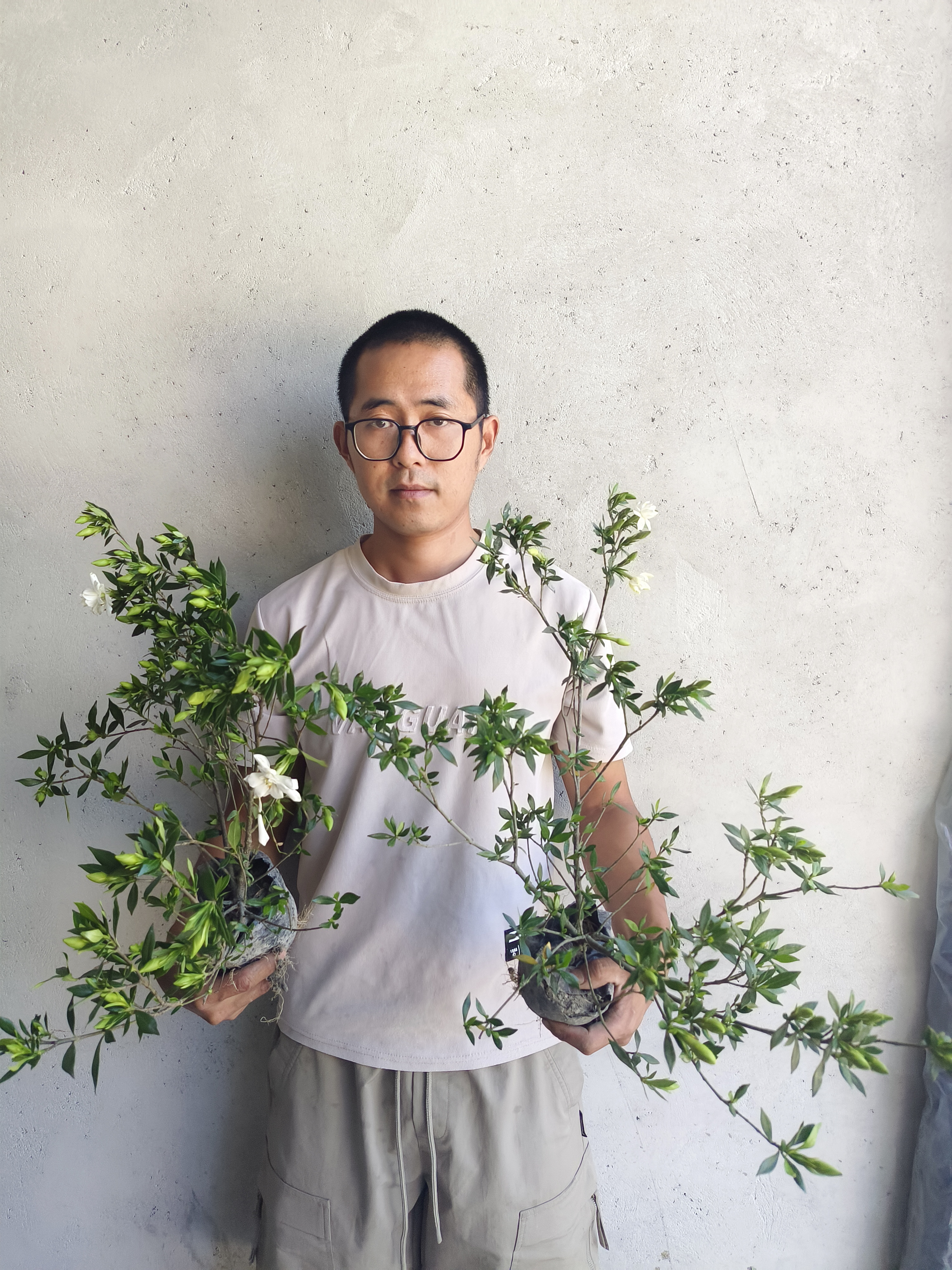 雀舌栀子花盆栽庭院