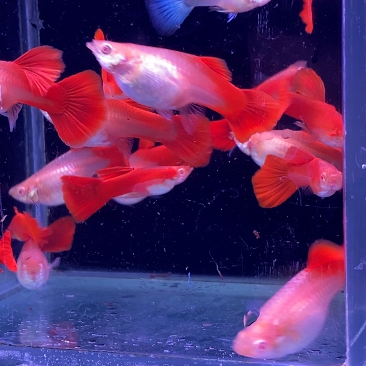 孔雀鱼福利血红20条包邮