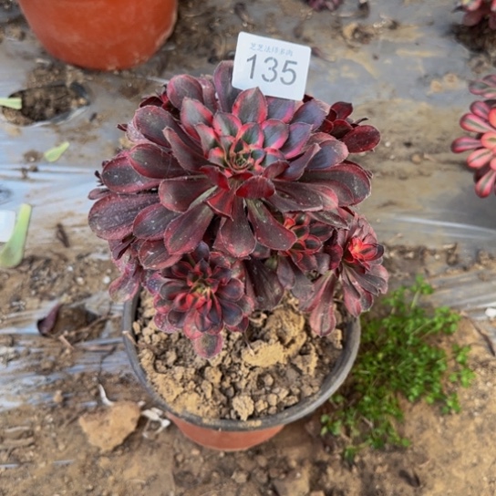 用***1香奈儿1号棚135多肉植物