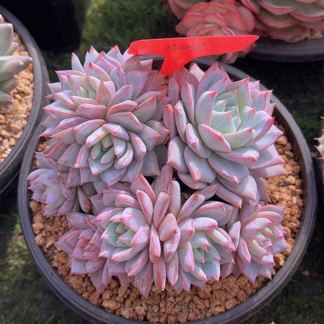 香玉的故事是一个人的故事