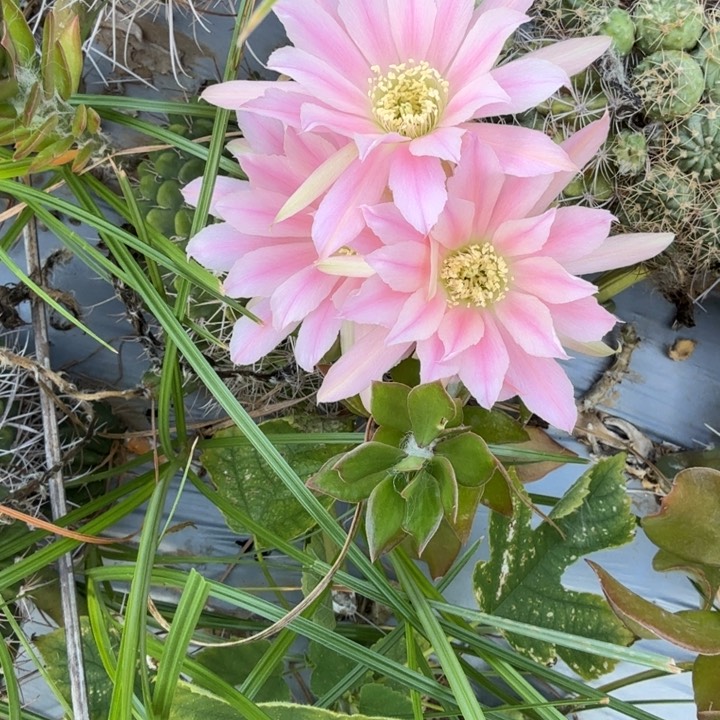 丽花仙人球瑕疵仙人掌709