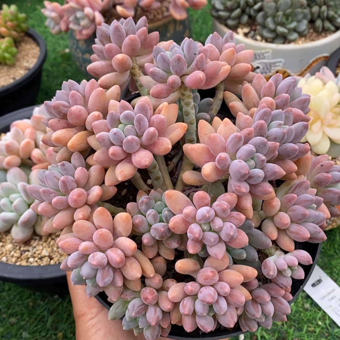 星黛露整桩无砍包邮