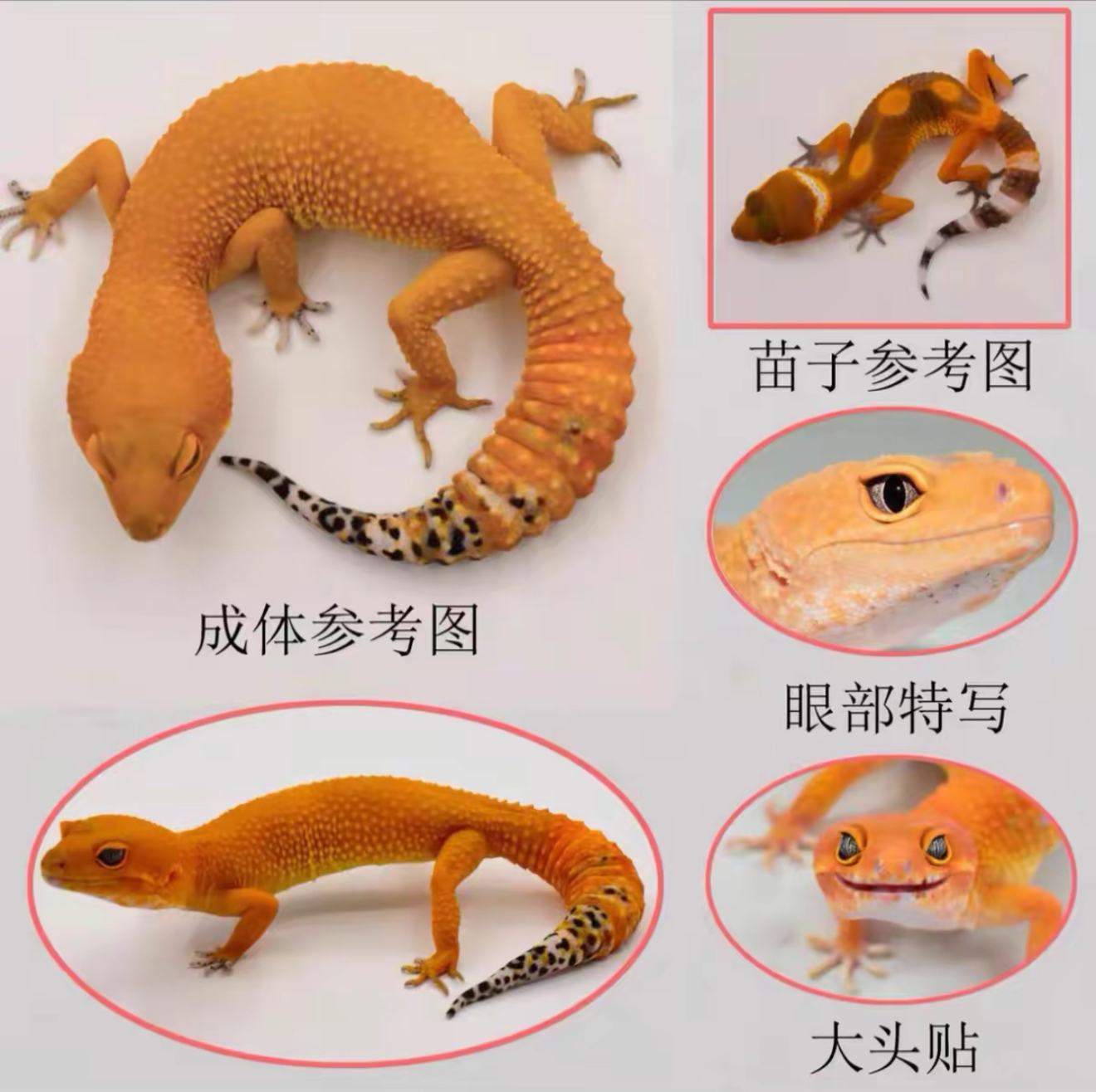 【幼苗-亚成专拍】精选豹纹守宫温顺家养宠物新手入门可爱爬宠