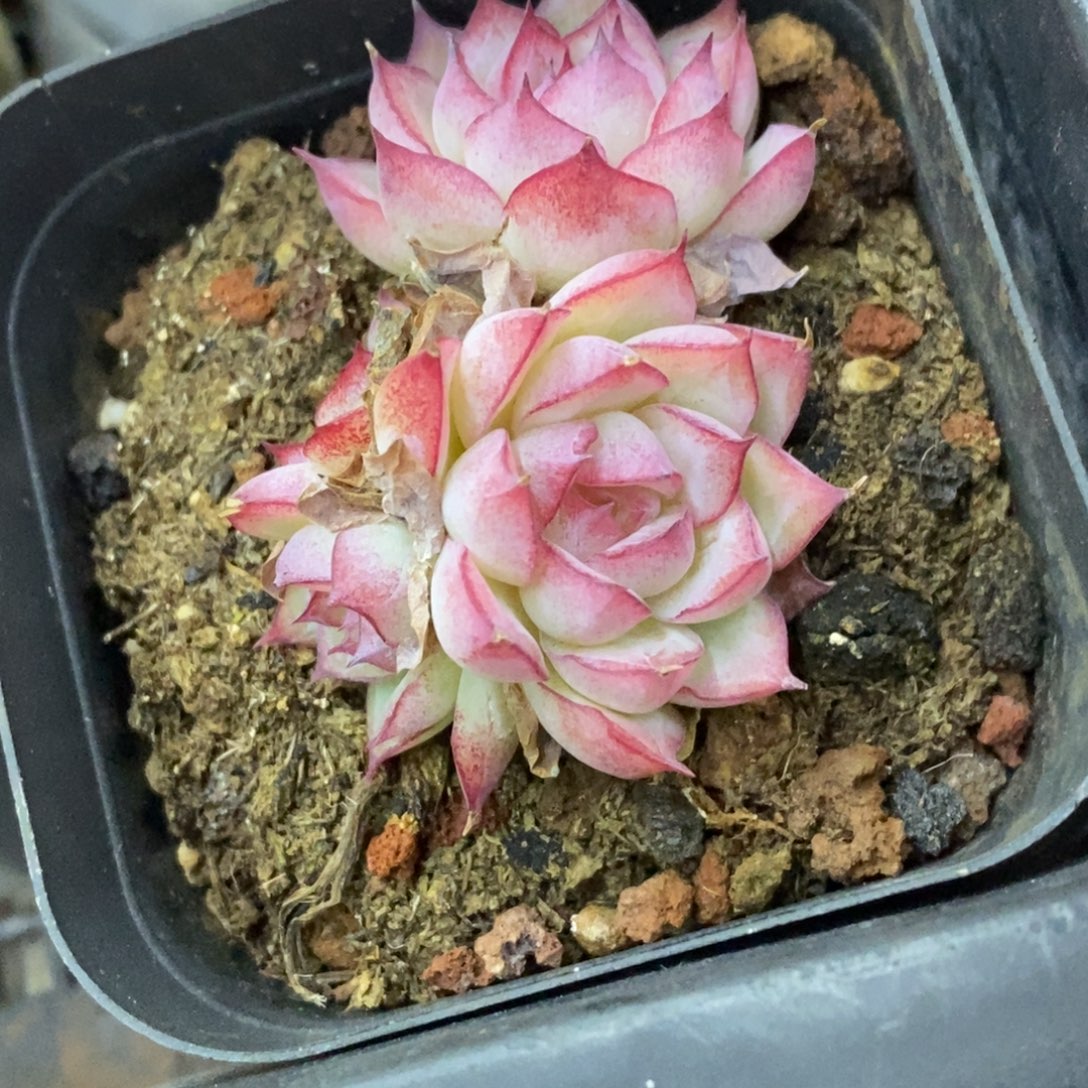 精品多肉一物一拍不包整46