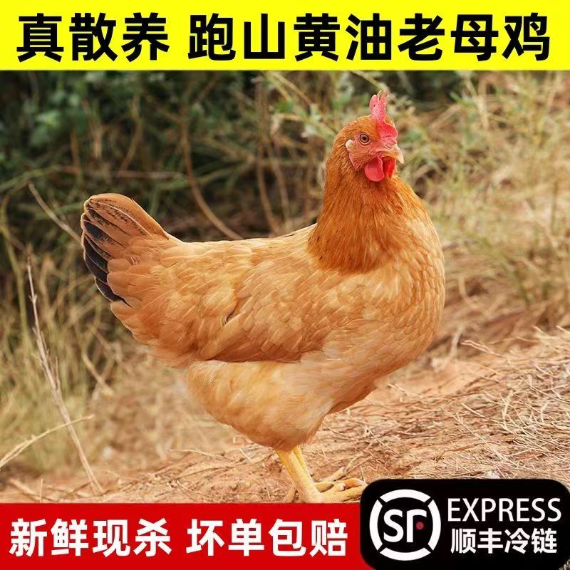 （岭有鲜）单只皖南纯粮喂养黑脚黄油笨老母鸡净重2.5斤 顺丰冷运