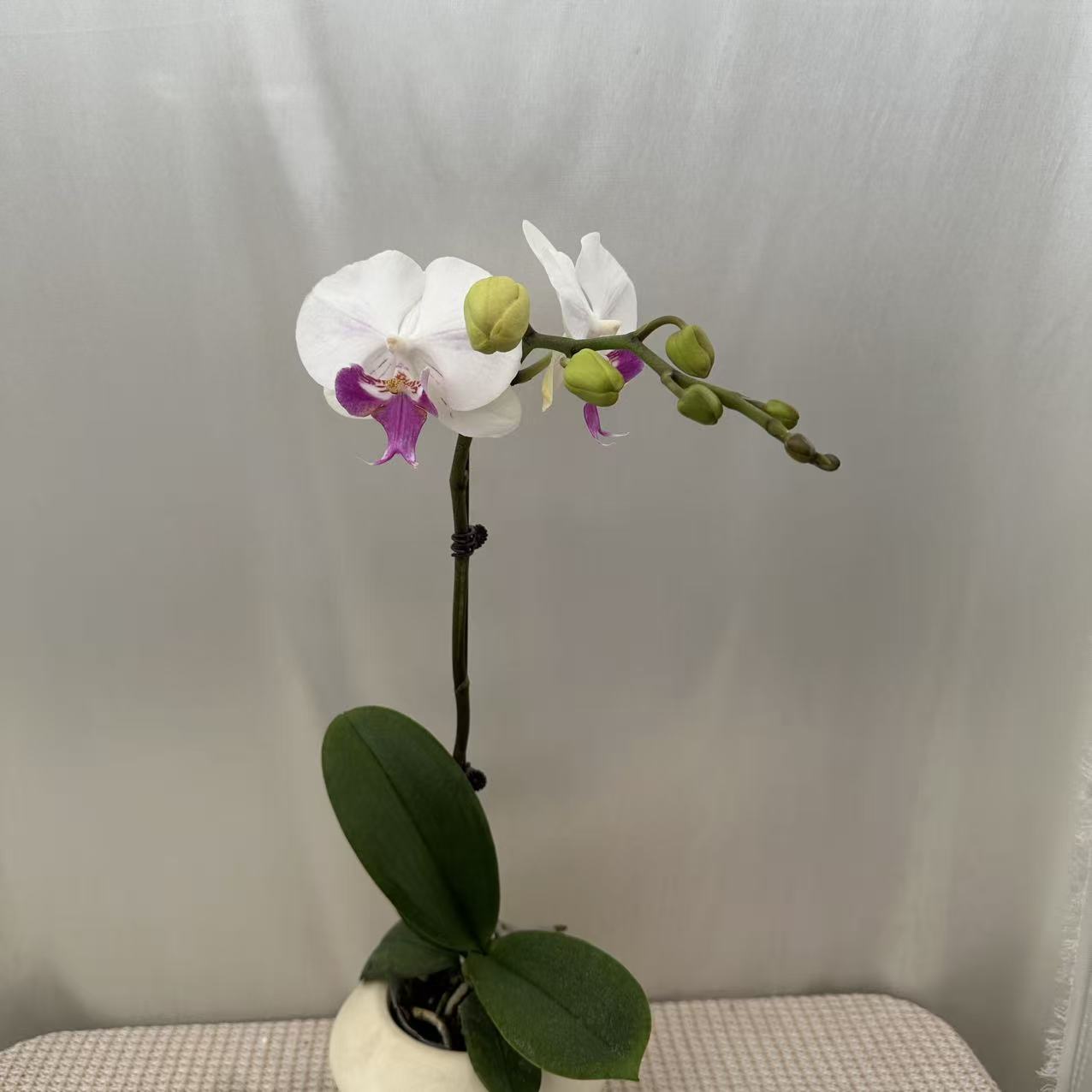 一枝花【茶花女】白红色系蝴蝶兰 稀有品种 高端花卉绿植