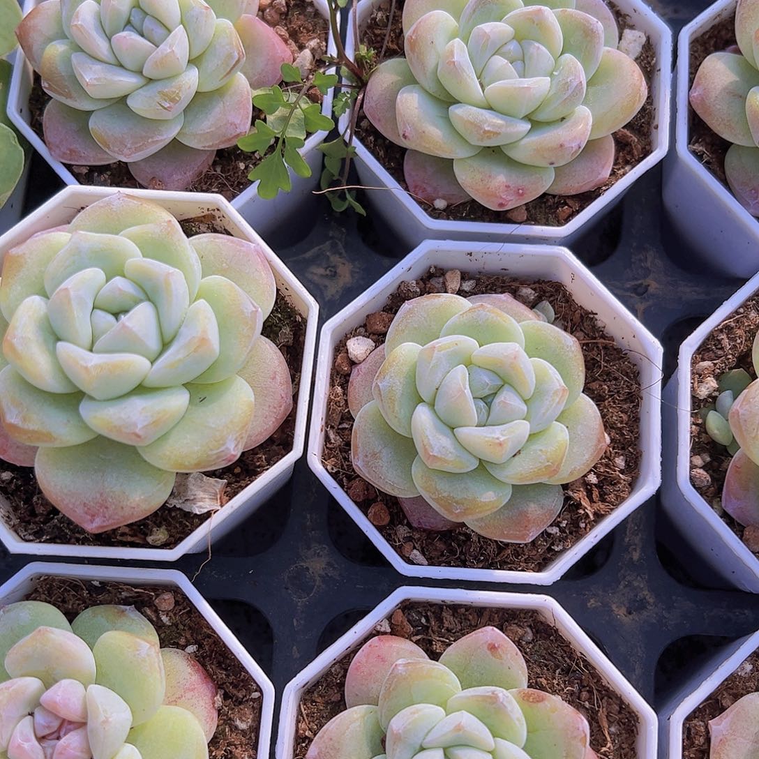 钻石冰玉2盆19包邮多肉