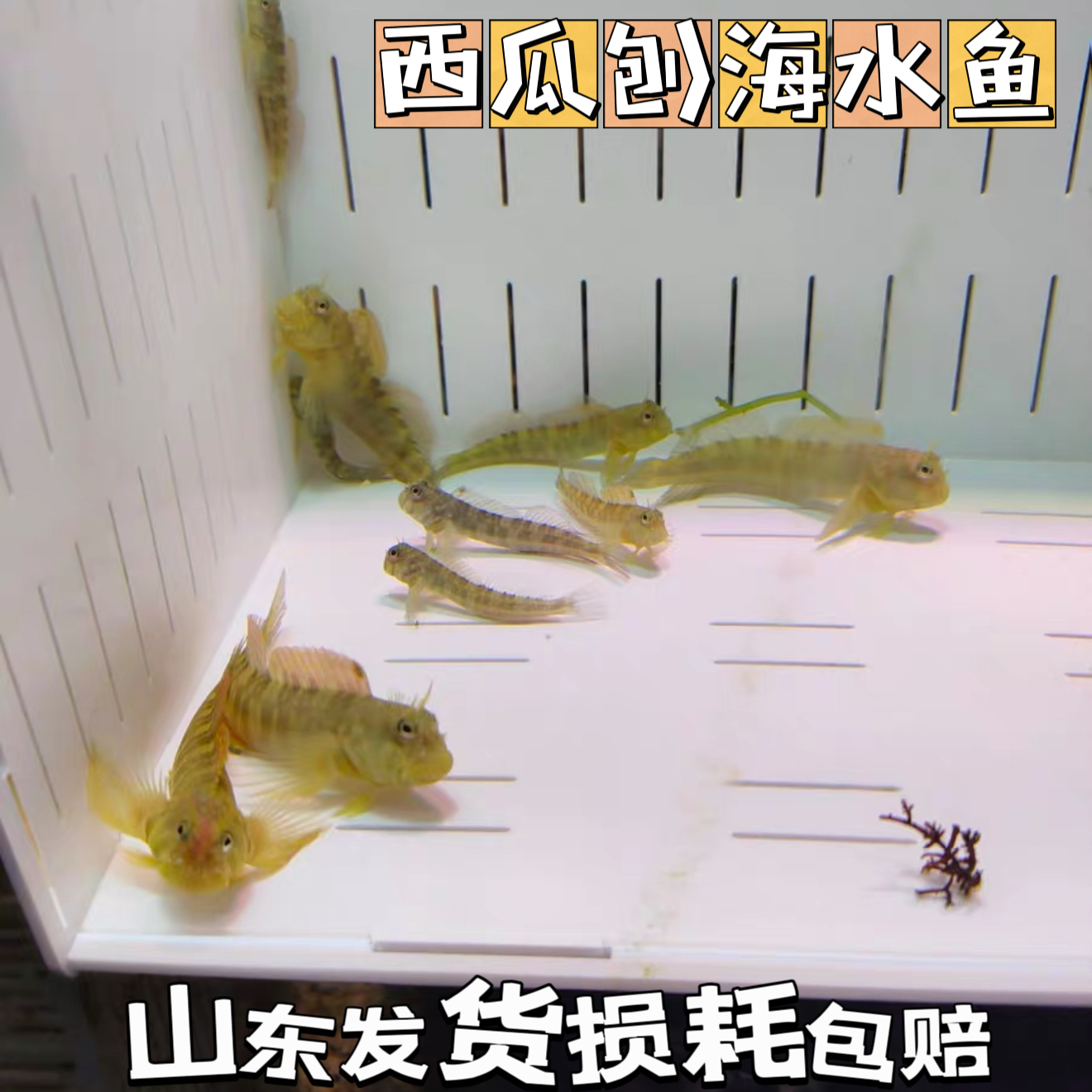 西瓜刨海水生物吃藻活体鳚鱼食藻高效吃藻除藻工具鱼海水观赏鱼