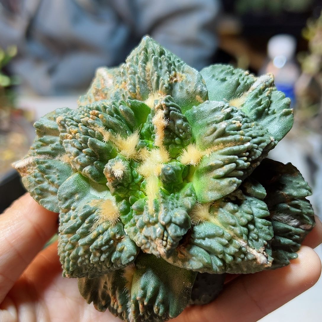 晚29号苗接无根龙鳞哥斯拉牡丹小瑕疵8.7公分