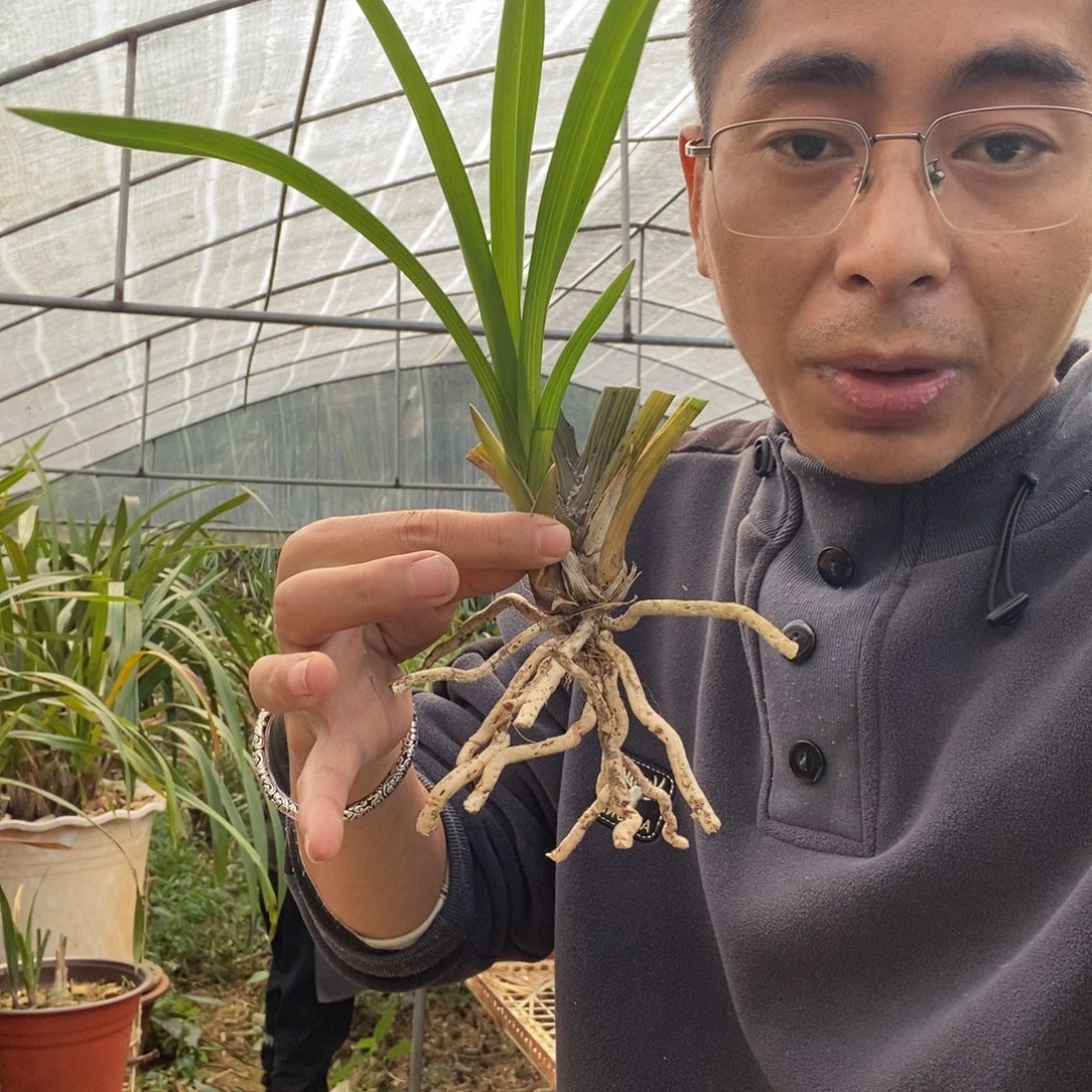 完全开放4青蝉黑棋素