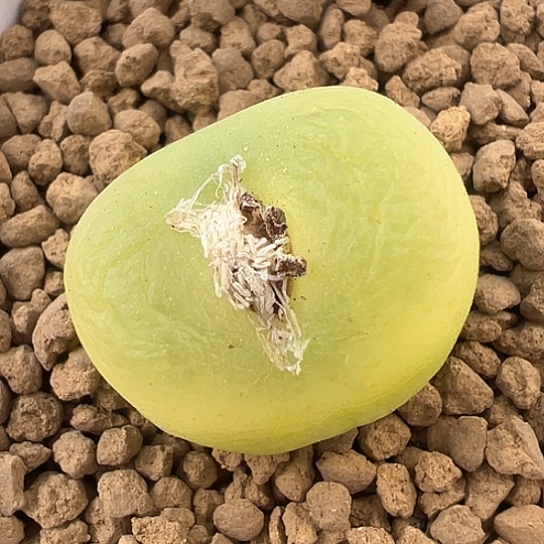 2470.毛汗尼2.2公分