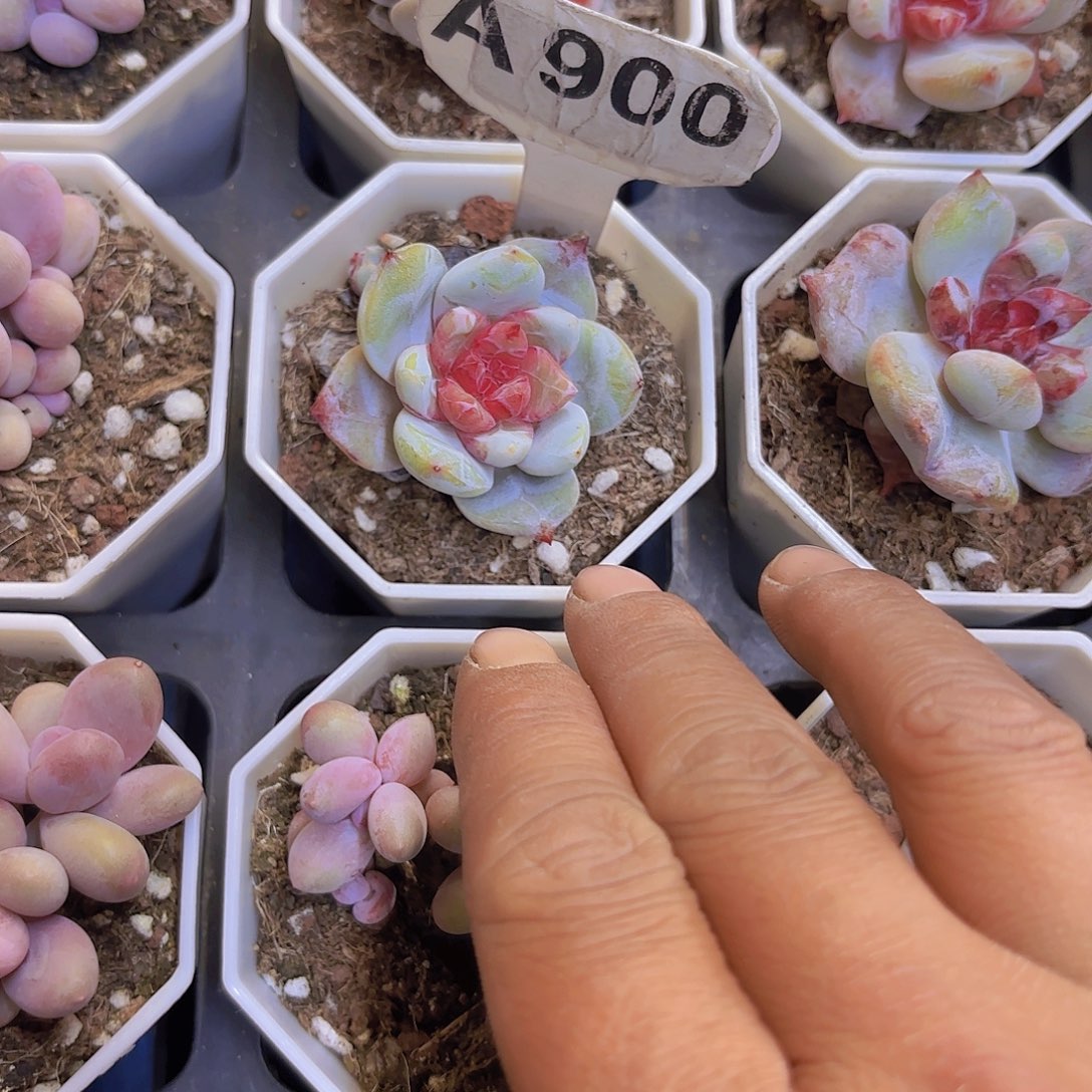 A900糖心雪天使一物一拍