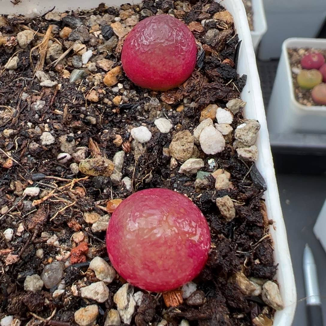 1.23好看的多肉466