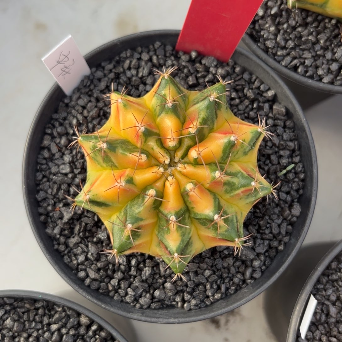 L523-1222泰国发货 中秋