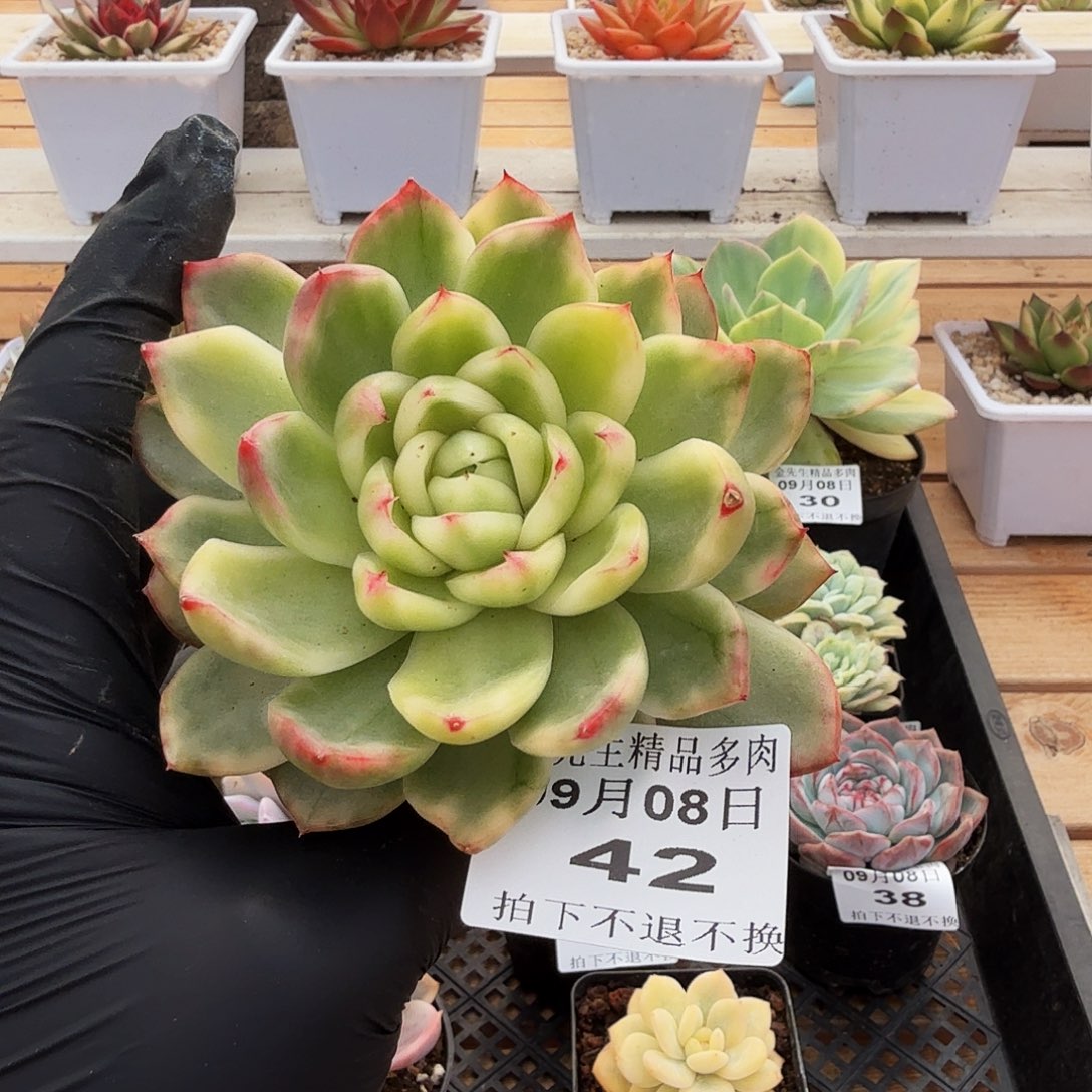 0908-42水晶珍妮锦